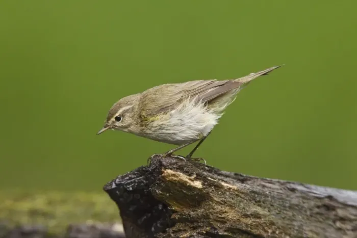 Framed Print : Eurasian Chiffchaff (Phylloscopus collybita) adult, standing on log at pool in woodland, Debrecen, Hungary, April Framed Print : Eurasian Chiffchaff (Phylloscopus collybita) adult, standing on log at pool in woodland, Debrecen, Hungary, April