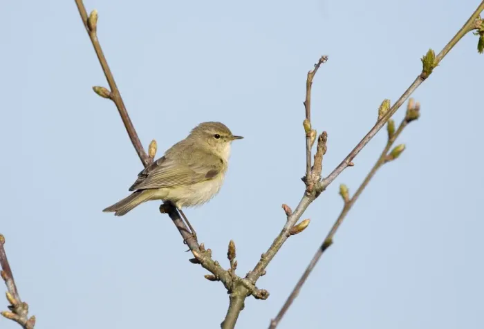Framed Print : Eurasian Chiffchaff (Phylloscopus collybita) adult, perched on twig, Cley, Norfolk, England, april Framed Print : Eurasian Chiffchaff (Phylloscopus collybita) adult, perched on twig, Cley, Norfolk, England, april