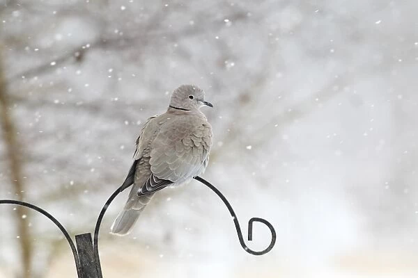 Eurasian Collared Dove (Streptopelia decaocto) adult, perched on birdfeeder stand in garden during snowfall