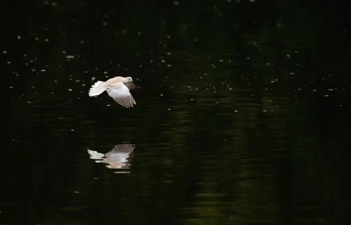 Framed Print : Eurasian Collared Dove (Streptopelia decaocto) adult, in low flight over lake, Nottinghamshire, England, may Framed Print : Eurasian Collared Dove (Streptopelia decaocto) adult, in low flight over lake, Nottinghamshire, England, may