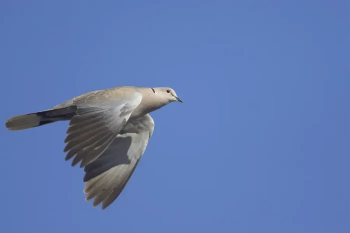 Framed Print : Eurasian Collared Dove (Streptopelia decaocto) adult, in flight, Suffolk, England Framed Print : Eurasian Collared Dove (Streptopelia decaocto) adult, in flight, Suffolk, England