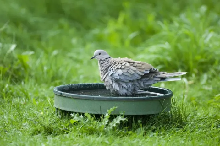 Framed Print : Eurasian Collared Dove (Streptopelia decaocto) adult, bathing at birdbath in garden, Norfolk, England, summer