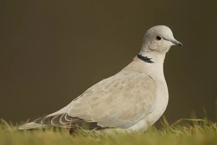 Framed Print : Eurasian Collared Dove (Streptopelia decaocto) adult, standing on garden lawn, Shropshire, England, march Framed Print : Eurasian Collared Dove (Streptopelia decaocto) adult, standing on garden lawn, Shropshire, England, march