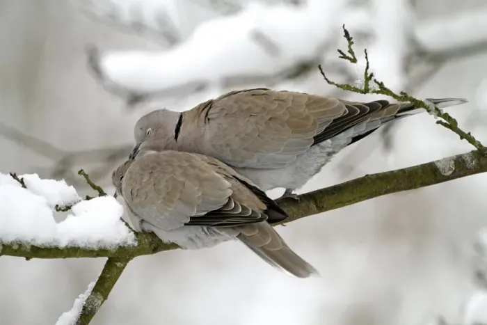 Framed Print : Eurasian Collared Dove (Streptopelia decaocto) adult pair, courtship preening, perched on snow covered branch, West Sussex, England, january Framed Print : Eurasian Collared Dove (Streptopelia decaocto) adult pair, courtship preening, perched on snow covered branch, West Sussex, England, january