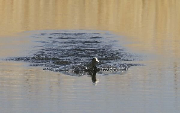 Eurasian Coot landing on water, Minsmere Suffolk