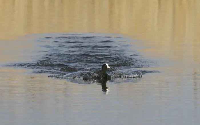 Framed Print : Eurasian Coot landing on water, Minsmere Suffolk