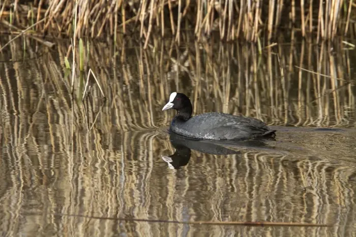 Framed Print : Eurasian Coot swimming - spring Framed Print : Eurasian Coot swimming - spring