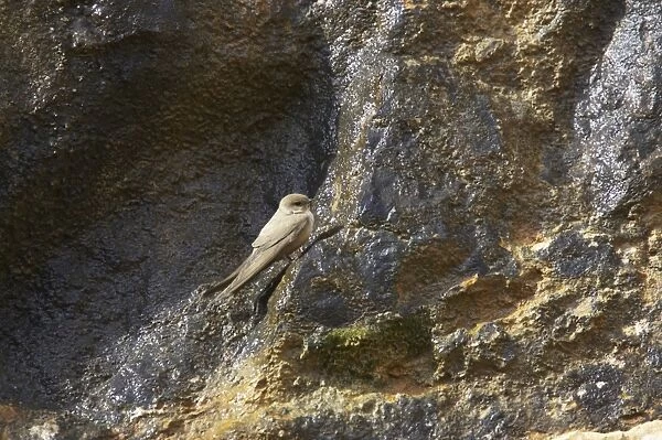 Eurasian Crag-martin (Ptyonoprogne rupestris) adult, standing on crag, Pyrenees, Spain