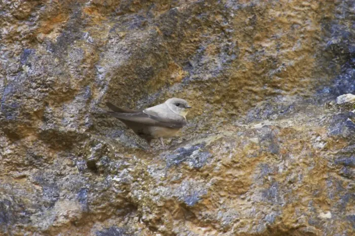 Framed Print : Eurasian Crag-martin (Ptyonoprogne rupestris) adult, standing on crag, Pyrenees, Spain Framed Print : Eurasian Crag-martin (Ptyonoprogne rupestris) adult, standing on crag, Pyrenees, Spain