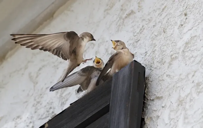 Framed Print : Eurasian Crag-martin (Ptyonoprogne rupestris) adult, in flight, feeding young perched on house window shutter