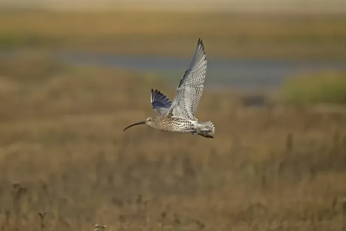 Framed Print : Eurasian Curlew (Numenius arquata) adult, in flight over saltmarsh, Norfolk, England, November