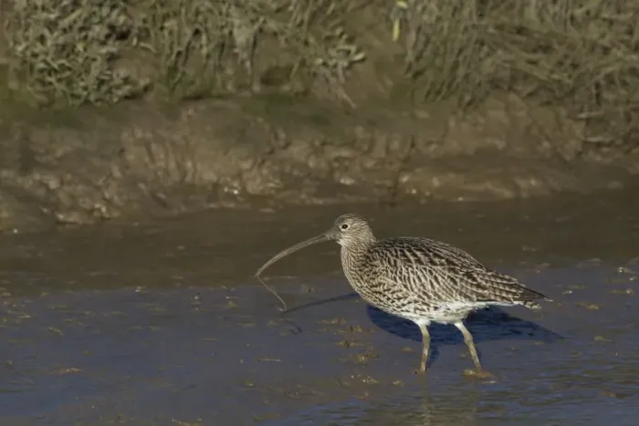 Framed Print : Eurasian Curlew (Numenius arquata) adult, carrying worm in beak, prior to washing in tidal creek, Norfolk, England Framed Print : Eurasian Curlew (Numenius arquata) adult, carrying worm in beak, prior to washing in tidal creek, Norfolk, England
