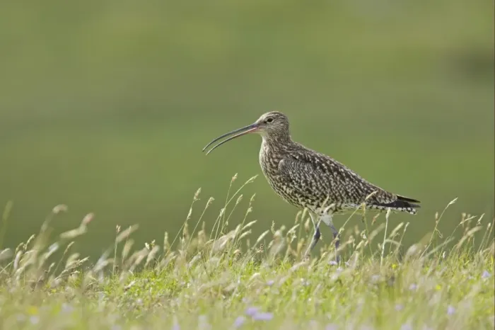 Framed Print : Eurasian Curlew (Numenius arquata) adult, calling, standing in grass, Mainland, Shetland Islands, Scotland Framed Print : Eurasian Curlew (Numenius arquata) adult, calling, standing in grass, Mainland, Shetland Islands, Scotland
