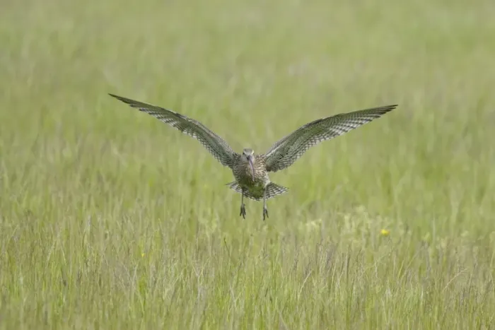 Framed Print : Eurasian Curlew (Numenius arquata) adult, calling in flight, landing on breeding ground, Mainland, Orkney, Scotland, june Framed Print : Eurasian Curlew (Numenius arquata) adult, calling in flight, landing on breeding ground, Mainland, Orkney, Scotland, june