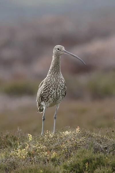 Eurasian Curlew (Numenius arquata) adult, standing amongst heather and bilberry on moorland, Swaledale, Yorkshire Dales N. P. North Yorkshire, England, june
