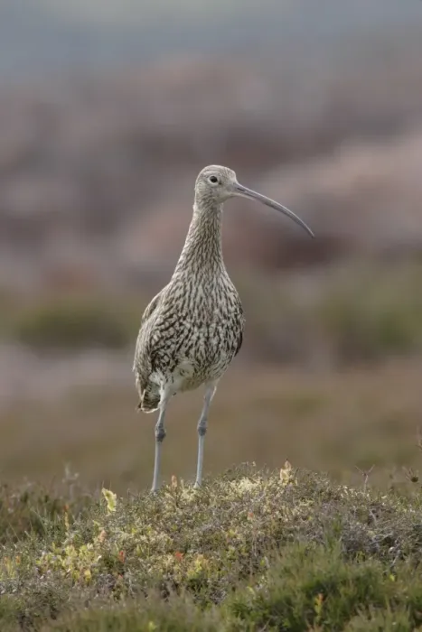 Framed Print : Eurasian Curlew (Numenius arquata) adult, standing amongst heather and bilberry on moorland, Swaledale, Yorkshire Dales N. P. North Yorkshire, England, june Framed Print : Eurasian Curlew (Numenius arquata) adult, standing amongst heather and bilberry on moorland, Swaledale, Yorkshire Dales N. P. North Yorkshire, England, june