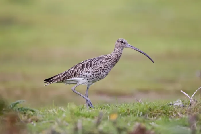 Framed Print : Eurasian Curlew (Numenius arquata) adult, walking in grassland, Minsmere RSPB Reserve, Suffolk, England, october Framed Print : Eurasian Curlew (Numenius arquata) adult, walking in grassland, Minsmere RSPB Reserve, Suffolk, England, october