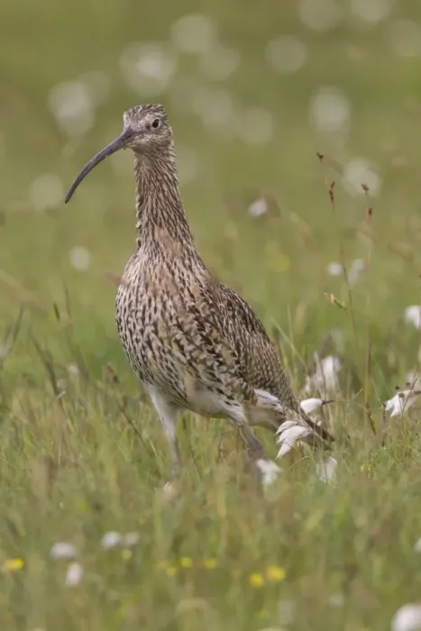 Framed Print : Eurasian Curlew (Numenius arquata) adult, standing amongst cotton-grass, Shetland Islands, Scotland, june Framed Print : Eurasian Curlew (Numenius arquata) adult, standing amongst cotton-grass, Shetland Islands, Scotland, june