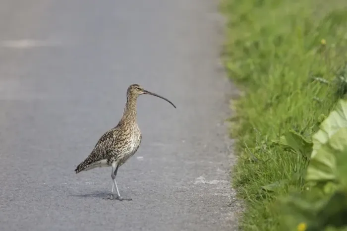 Framed Print : Eurasian Curlew (Numenius arquata) adult, crossing road, Mainland, Orkney, Scotland, june