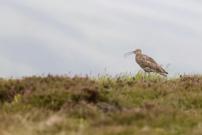 Framed Print : Eurasian Curlew (Numenius arquata) adult, calling, standing in heather on moorland ridge, Lammermuir Hills Framed Print : Eurasian Curlew (Numenius arquata) adult, calling, standing in heather on moorland ridge, Lammermuir Hills