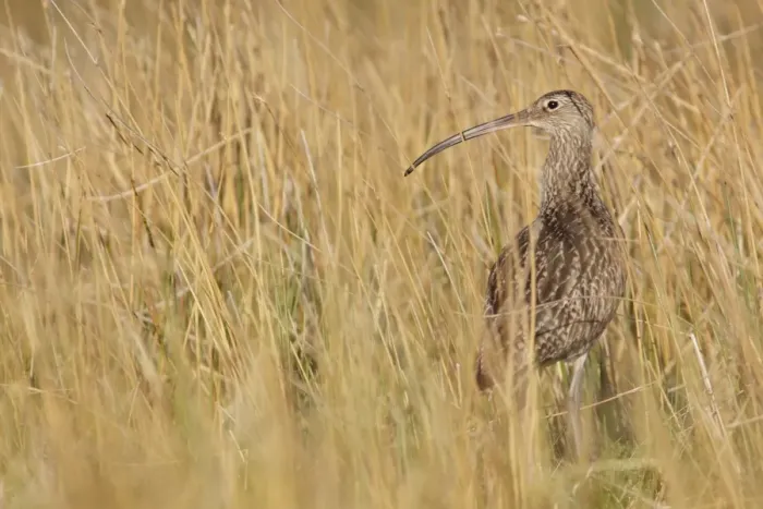 Framed Print : Eurasian Curlew (Numenius arquata) adult, standing amongst long grass at moorland edge, Swaledale, Yorkshire Dales N. P