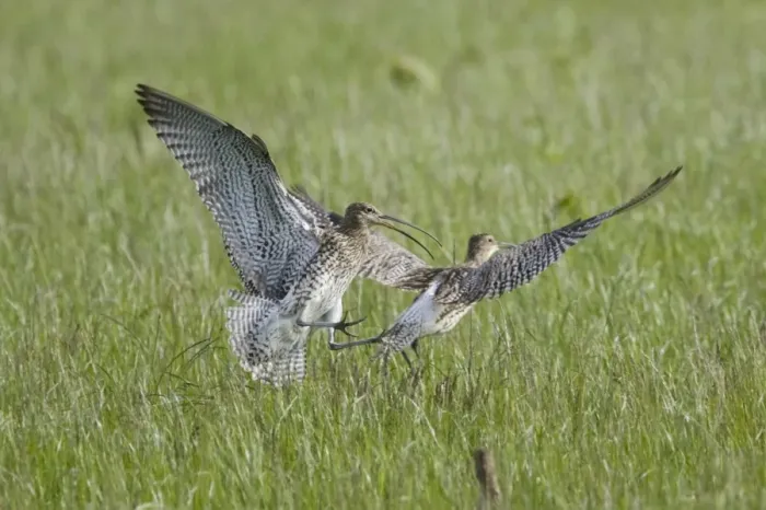 Framed Print : Eurasian Curlew (Numenius arquata) two adults, fighting over territory, Mainland, Orkney, Scotland, june Framed Print : Eurasian Curlew (Numenius arquata) two adults, fighting over territory, Mainland, Orkney, Scotland, june