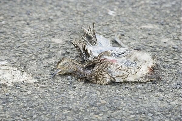 Eurasian Curlew (Numenius arquata) dead chick, killed by car car on road, Mainland, Orkney, Scotland, june