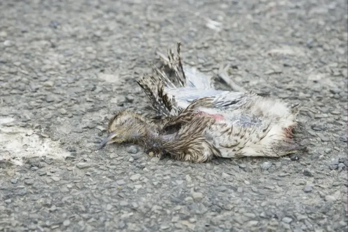 Framed Print : Eurasian Curlew (Numenius arquata) dead chick, killed by car car on road, Mainland, Orkney, Scotland, june Framed Print : Eurasian Curlew (Numenius arquata) dead chick, killed by car car on road, Mainland, Orkney, Scotland, june