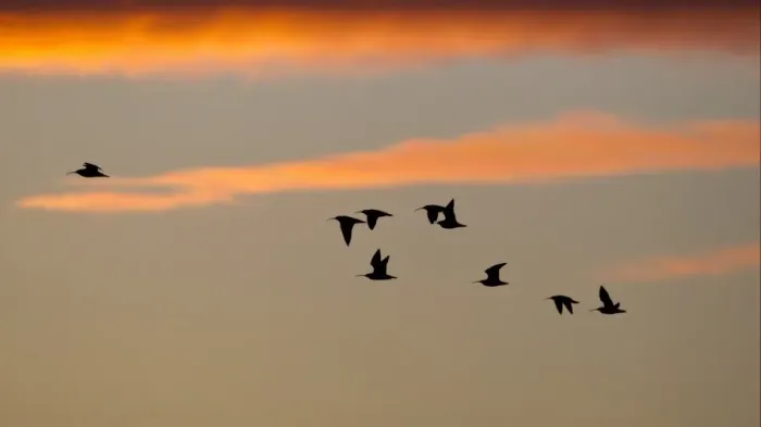 Framed Print : Eurasian Curlew (Numenius arquata) flock, in flight, silhouetted at sunrise, Caerlaverock, Dumfries, Scotland, november