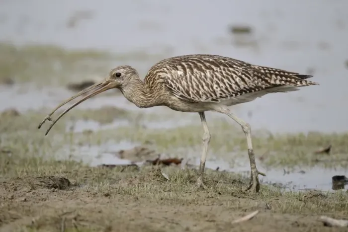 Framed Print : Eurasian Curlew (Numenius arquata orientalis) adult, non-breeding plumage, with prey in beak, walking on tidal mudflat Framed Print : Eurasian Curlew (Numenius arquata orientalis) adult, non-breeding plumage, with prey in beak, walking on tidal mudflat