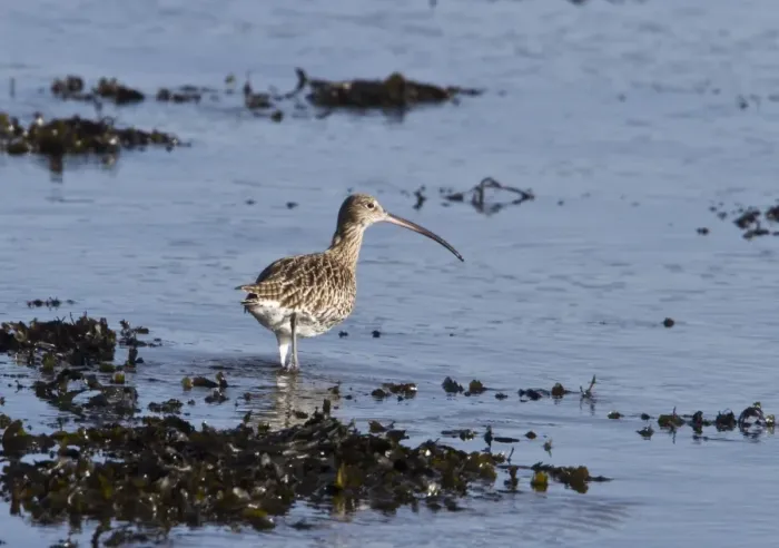 Framed Print : Eurasian Curlew on sea shore with sea weed, Islay Scotland Framed Print : Eurasian Curlew on sea shore with sea weed, Islay Scotland