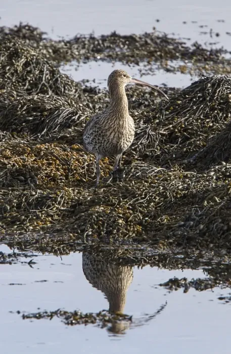 Framed Print : Eurasian Curlew standing on seaweed Framed Print : Eurasian Curlew standing on seaweed