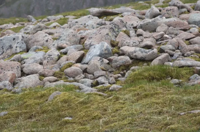 Framed Print : Eurasian Dotterel (Charadrius morinellus) adult male, standing amongst rocks, Aviemore, Cairngorms N. P Framed Print : Eurasian Dotterel (Charadrius morinellus) adult male, standing amongst rocks, Aviemore, Cairngorms N. P