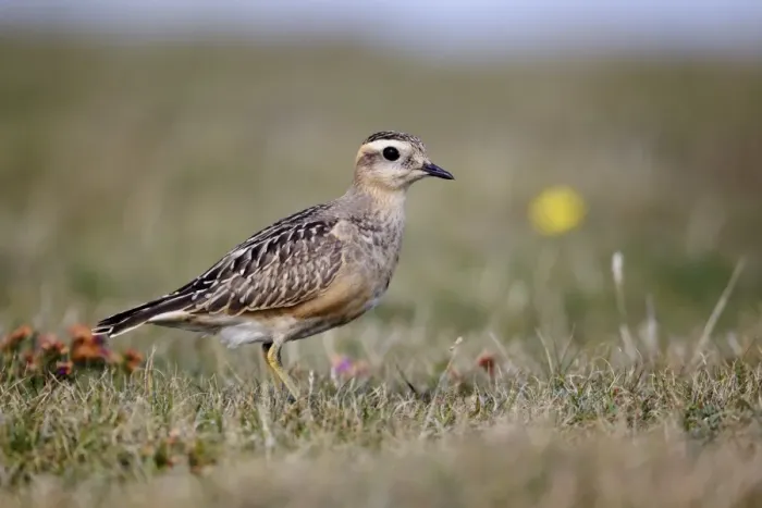 Framed Print : Eurasian Dotterel (Charadrius morinellus) juvenile, standing on grass, Great Orme, Conwy, Llandudno, Wales, september Framed Print : Eurasian Dotterel (Charadrius morinellus) juvenile, standing on grass, Great Orme, Conwy, Llandudno, Wales, september