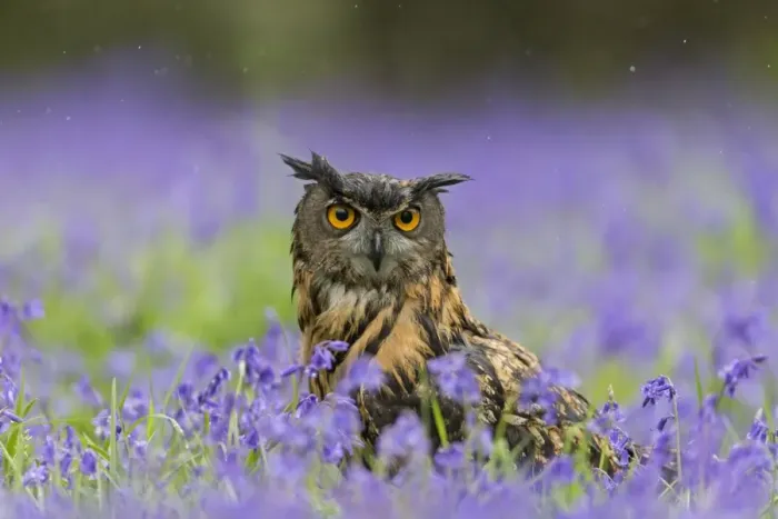 Framed Print : Eurasian Eagle-owl (Bubo bubo) adult, standing amongst Bluebell (Hyacinthoides non-scripta) flowers during rainfall Framed Print : Eurasian Eagle-owl (Bubo bubo) adult, standing amongst Bluebell (Hyacinthoides non-scripta) flowers during rainfall