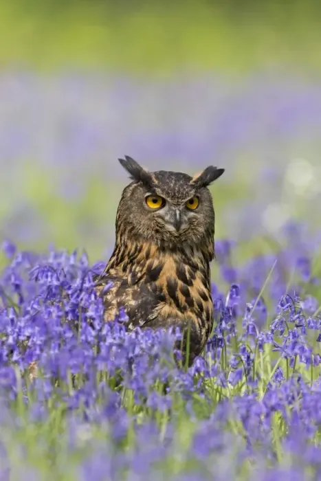 Framed Print : Eurasian Eagle-owl (Bubo bubo) adult, standing amongst Bluebell (Hyacinthoides non-scripta) flowers, Suffolk, England Framed Print : Eurasian Eagle-owl (Bubo bubo) adult, standing amongst Bluebell (Hyacinthoides non-scripta) flowers, Suffolk, England