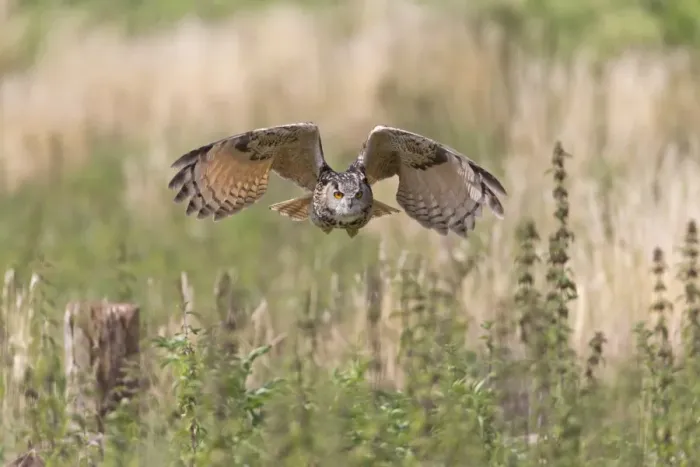 Framed Print : Eurasian Eagle-owl (Bubo bubo) adult, in flight, August (captive)