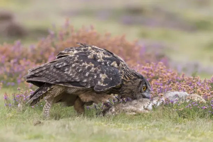 Framed Print : Eurasian Eagle-owl (Bubo bubo) adult, feeding on European Rabbit (Oryctolagus cuniculus) prey Framed Print : Eurasian Eagle-owl (Bubo bubo) adult, feeding on European Rabbit (Oryctolagus cuniculus) prey