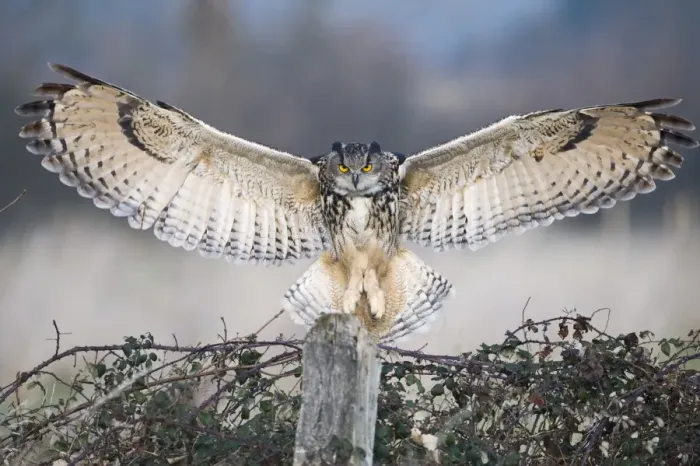 Framed Print : Eurasian Eagle-owl (Bubo bubo) adult, in flight, landing on post, Gloucestershire, England (controlled) Framed Print : Eurasian Eagle-owl (Bubo bubo) adult, in flight, landing on post, Gloucestershire, England (controlled)