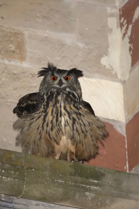 Framed Print : Eurasian Eagle-owl (Bubo bubo) adult, roosting on ledge of city cathedral, Trier, Rhineland-Palatinate, Germany, may