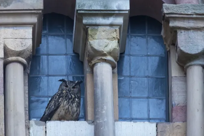 Framed Print : Eurasian Eagle-owl (Bubo bubo) adult, roosting on ledge of city cathedral, Trier, Rhineland-Palatinate, Germany, may Framed Print : Eurasian Eagle-owl (Bubo bubo) adult, roosting on ledge of city cathedral, Trier, Rhineland-Palatinate, Germany, may