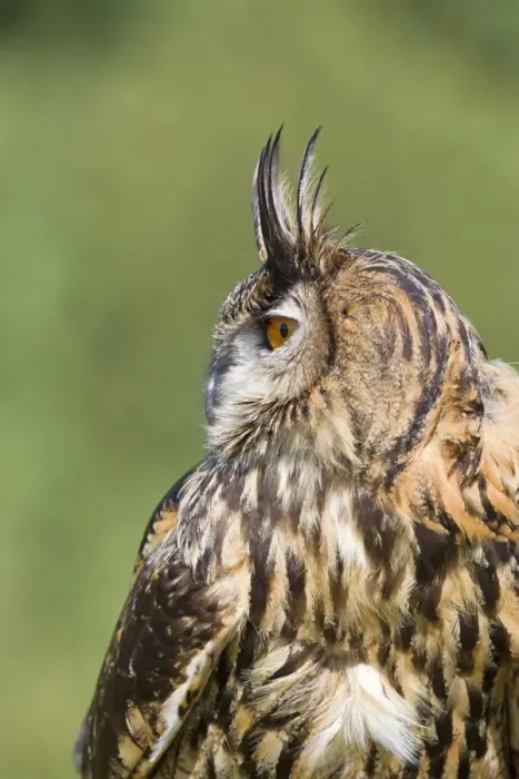 Framed Print : Eurasian Eagle-owl (Bubo bubo) adult, close-up of head and chest, profile with raised ear tufts, September (captive) Framed Print : Eurasian Eagle-owl (Bubo bubo) adult, close-up of head and chest, profile with raised ear tufts, September (captive)