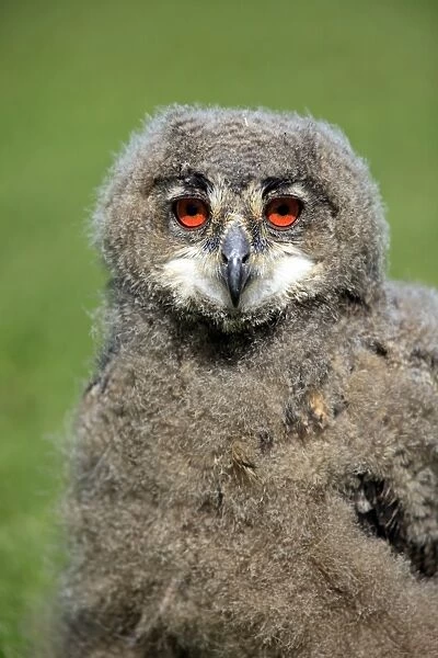 Eurasian Eagle-owl (Bubo bubo) young, close-up of head, Germany