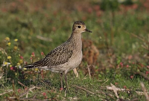 Eurasian Golden Plover (Pluvialis apricaria) immature, first winter plumage, standing in rough coastal grassland