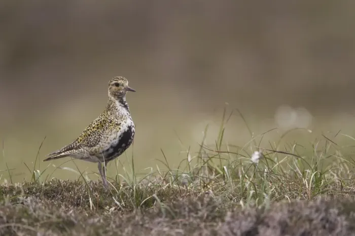 Framed Print : Eurasian Golden Plover (Pluvialis apricaria) adult, summer plumage, standing on moorland, Shetland Islands, Scotland, june Framed Print : Eurasian Golden Plover (Pluvialis apricaria) adult, summer plumage, standing on moorland, Shetland Islands, Scotland, june