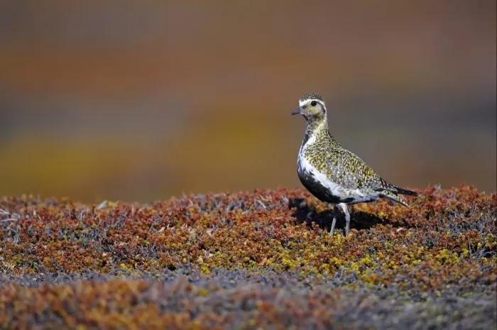 Framed Print : Eurasian Golden Plover (Pluvialis apricaria) adult, breeding plumage, standing on moorland, Varanger, Norway, may Framed Print : Eurasian Golden Plover (Pluvialis apricaria) adult, breeding plumage, standing on moorland, Varanger, Norway, may