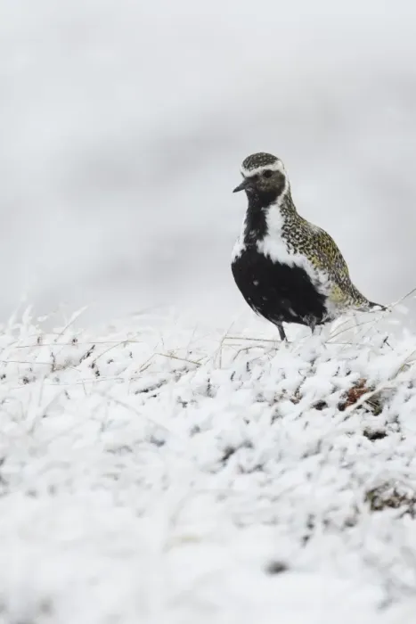 Framed Print : Eurasian Golden Plover (Pluvialis apricaria) adult, breeding plumage, standing on snow covered moorland, Iceland, June Framed Print : Eurasian Golden Plover (Pluvialis apricaria) adult, breeding plumage, standing on snow covered moorland, Iceland, June