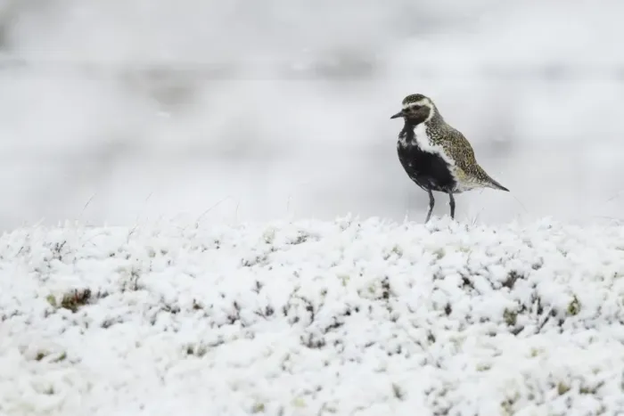 Framed Print : Eurasian Golden Plover (Pluvialis apricaria) adult, breeding plumage, standing on snow covered moorland, Iceland, June Framed Print : Eurasian Golden Plover (Pluvialis apricaria) adult, breeding plumage, standing on snow covered moorland, Iceland, June