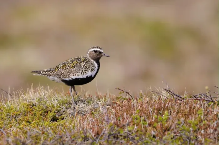 Framed Print : Eurasian Golden Plover (Pluvialis apricaria) adult, breeding plumage, standing on moorland, Iceland, June Framed Print : Eurasian Golden Plover (Pluvialis apricaria) adult, breeding plumage, standing on moorland, Iceland, June
