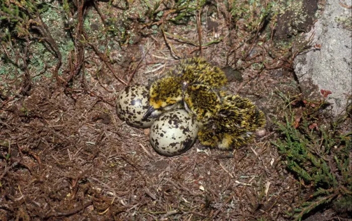 Framed Print : Eurasian Golden Plover (Pluvialis apricaria) eggs and chicks in nest Framed Print : Eurasian Golden Plover (Pluvialis apricaria) eggs and chicks in nest